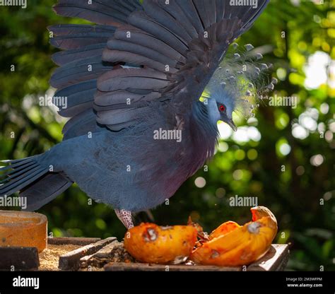 Victorian Crowned Pigeon, Drottningkronduva (Goura victoria Stock Photo - Alamy