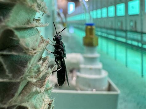 Palletizing of foodstuffs with Hygienic Oil robots | KUKA AG