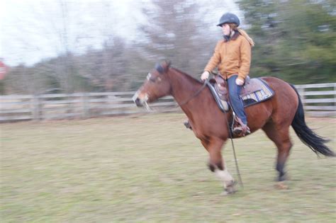 Image result for Reining Tutorials