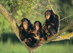 Chimpanzees 的图像结果
