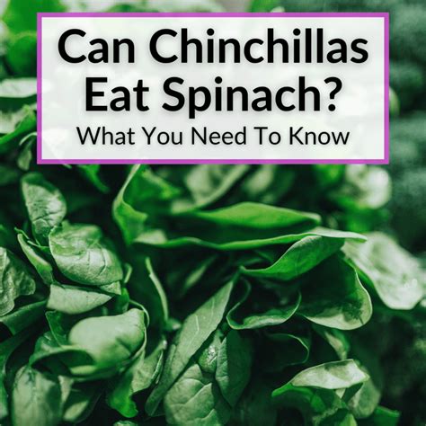 Can Chinchillas Eat Spinach? (What You Need To Know)