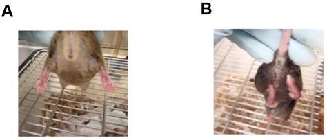 Neuromuscular Junction Changes in a Mouse Model of Charcot-Marie-Tooth ...