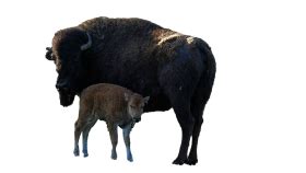 Bison PNG Transparent Image (8) - Photo #190 - BiNps PNG Website