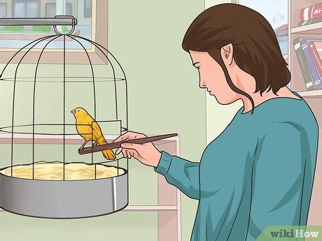 Image result for Canary Training Tips