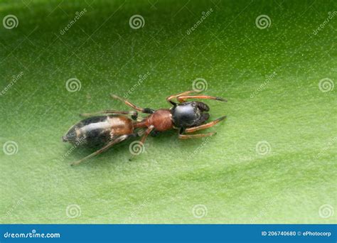 Dorsal Of Female Ant Mimic Spider, Myrmarachne Formicaria Stock Photo ...