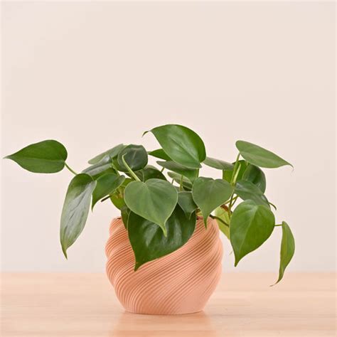 Buy 3D Printed Pots | Trendy & Sustainable Pots. – Ugaoo