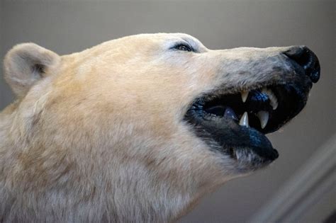 Hairless Polar Bear