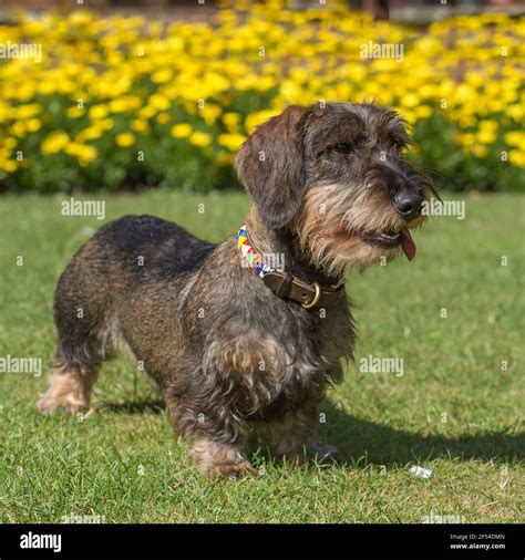 Wirehaired Dachshund dog Stock Photo - Alamy