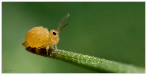 Image result for Springtail Bugs