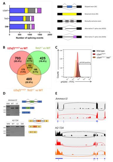Aberrant Alternative Splicing in U2af1/Tet2 Double Mutant Mice ...