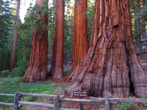 Types Of Trees In Yosemite National Park at Jason Criner blog