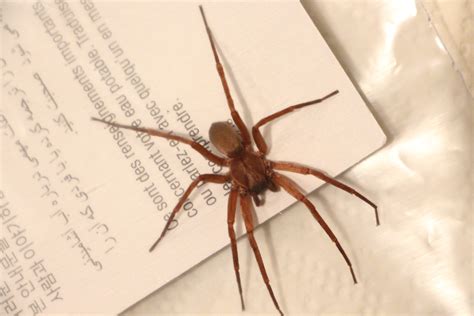 Brown California Spiders at Leah Crisp blog