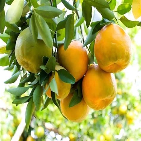 TAPOBON Nagpur Mandarin Orange All Time Variety Grafted Santra Fruit ...