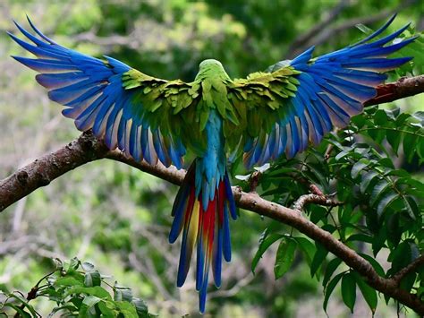 Great Green Macaw - eBird