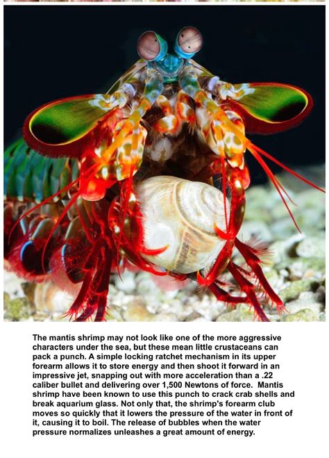 35 happy cute animal facts that’ll make you smile – Artofit