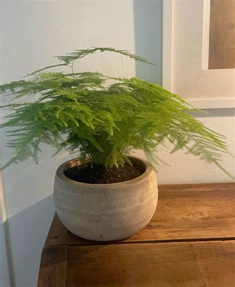 Asparagus fern in 2025 | Asparagus fern, Indoor plants, Cool plants