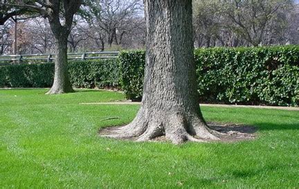 Finding Tree Root Flare 的图像结果