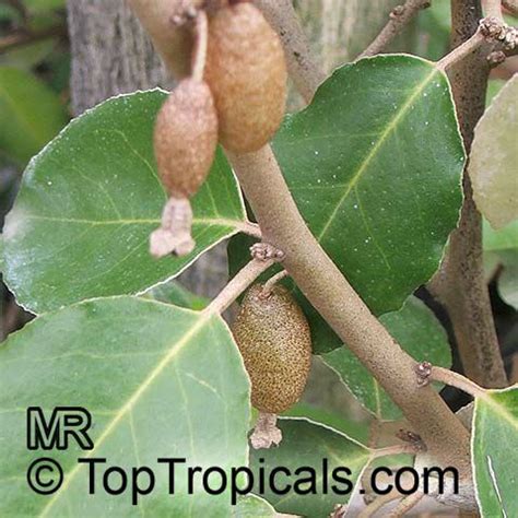 İğde Yetiştiriciliği