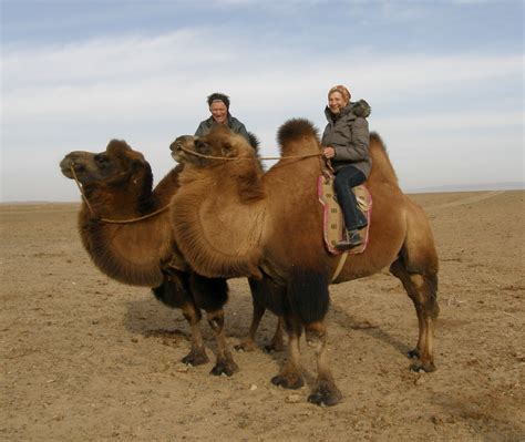 2 Hump Camels? Seriously???