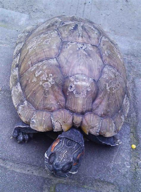 今天在河边抓到一只3斤5两重的野生乌龟，请帮鉴别下乌龟种类、年龄以及价值，多谢！_百度知道