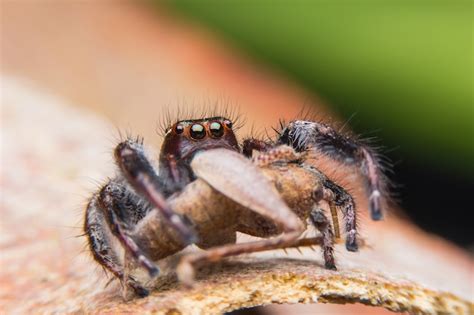 Image result for Spider-Man Web Tutorial