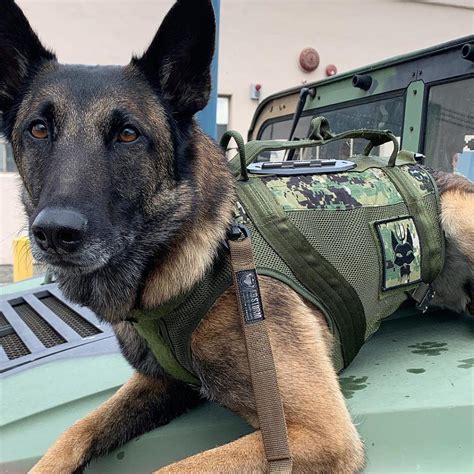 Belgian Malinois Navy Seals