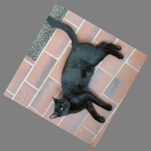 How to Write Program Rotate an Image Using C 的图像结果