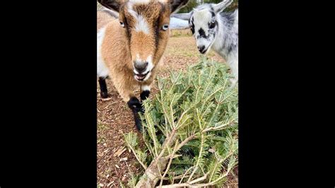 Goats eat old Christmas tree given to farm: SC photos | The State