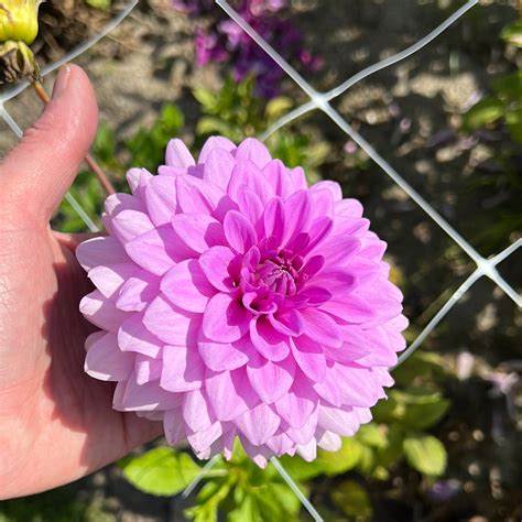 Dahlia Blue Boy – Dahlias By Linn