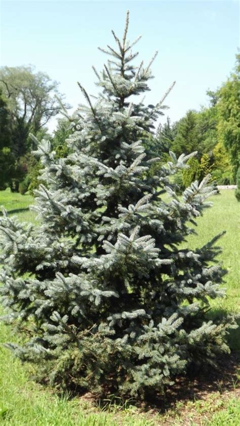 Picea pungens 'Copeland' - Copeland Colorado blue spruce | The Dawes ...
