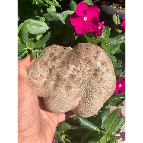 Air Potato | O' naturale