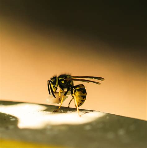 'Profound' evolution: Wasps learn to recognize faces — Science Bulletin