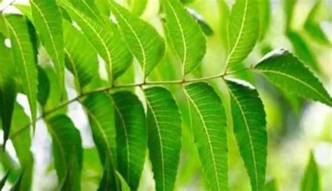 Effective Home Remedies To Treat Chickenpox Easily - lifeberrys.com