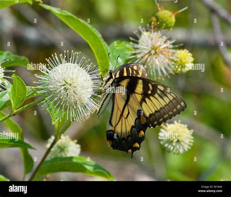 eastern swallowtail butterfly on buttonbush Stock Photo - Alamy