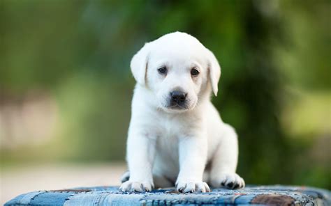 White Lab Dog