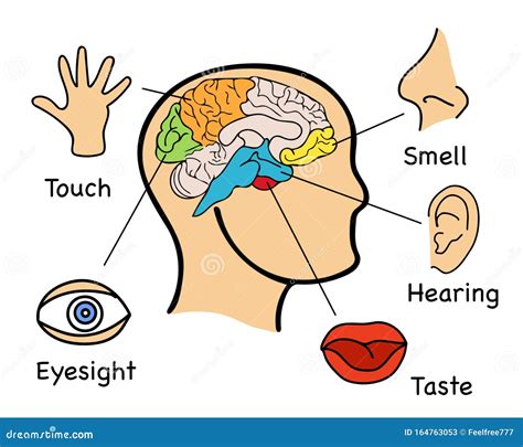 Human Senses Five Infographics Picture Stock Vector - Illustration of print, lips: 164763053