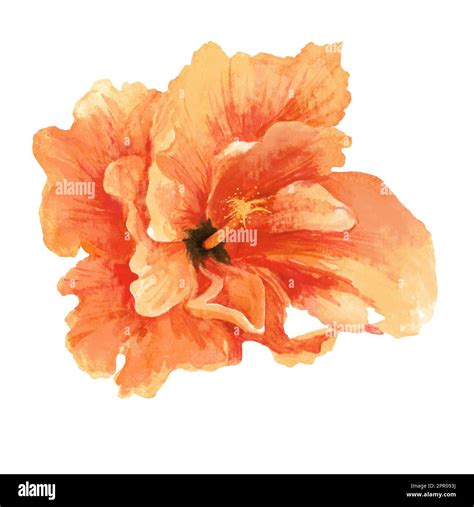 beautiful orange exotic hibiscus flower isolated on white background ...