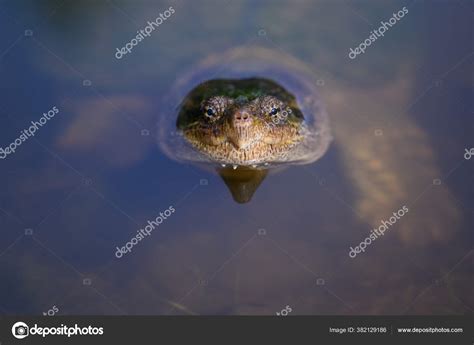 Image result for Snapping Turtle Pics
