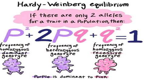 Hardy-Weinberg Equilibrium | PPTX