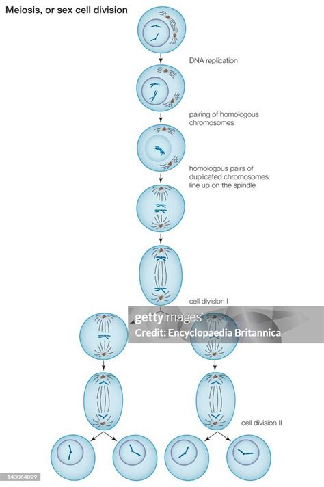 Image result for Cell Reproduction Process