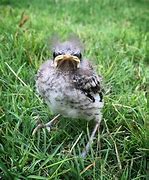 Image result for Super Cute Baby Bird