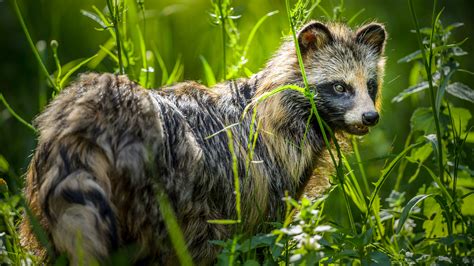 Raccoon Dogs
