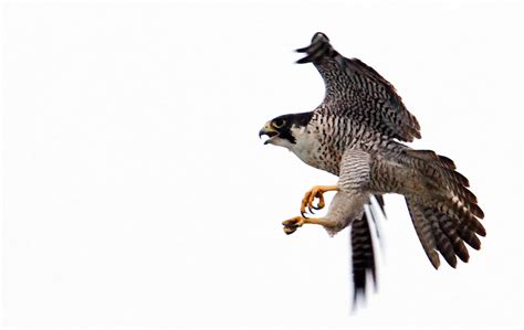 Diamond Mining and the Natural Environment