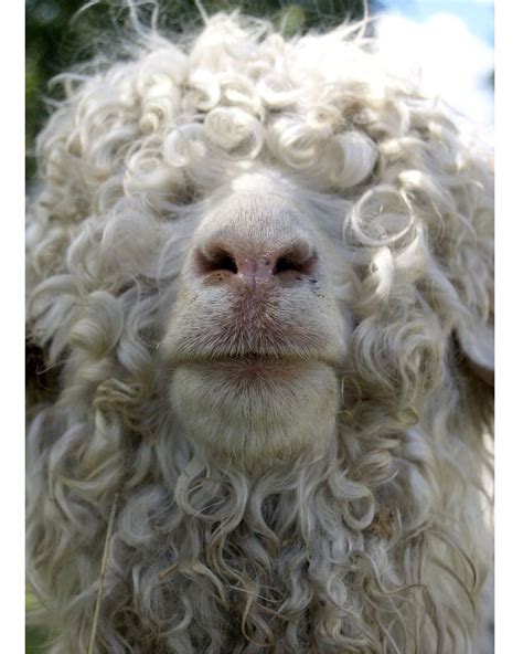 What Animal Has Hair at Tyler Coleman blog