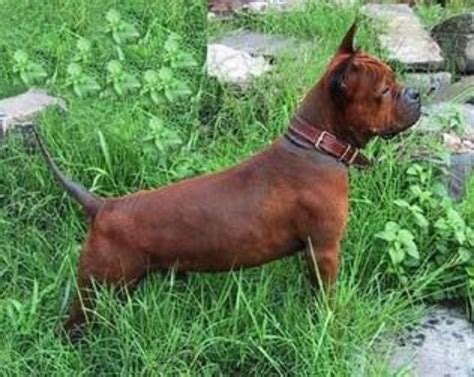 Russian Setter vs Chinese Chongqing Dog - Breed Comparison