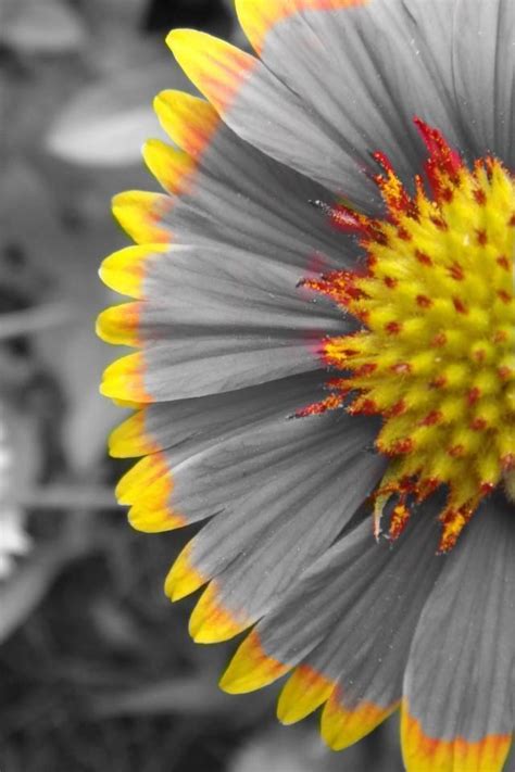 Image result for Color Splash Photography