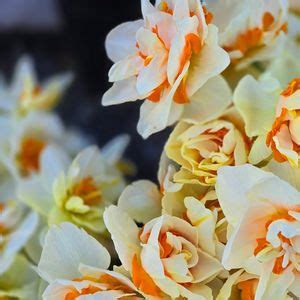 Flower Stand Restocked, 77568 Erickson Dike Road Clatskanie (Barefoot ...