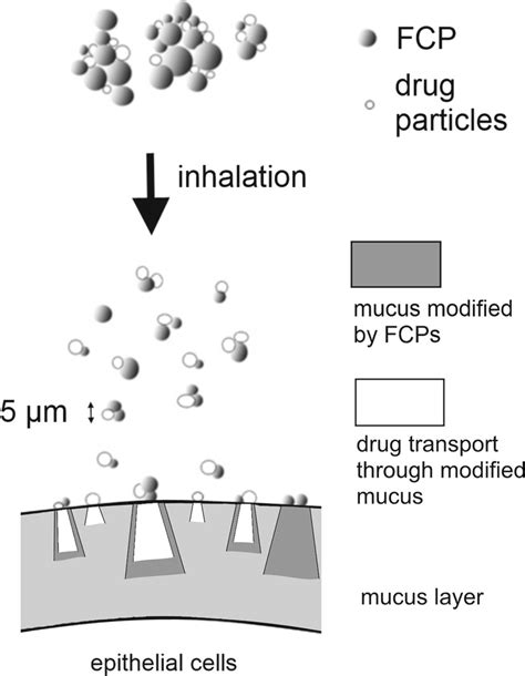 Image result for Attribute FCP