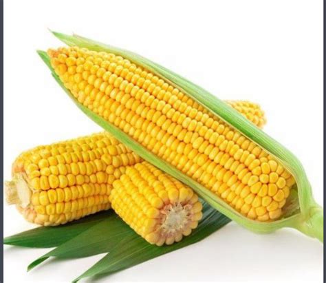 玉米种类多，各种颜色的都有，这样的玉米能吃吗？有什么禁忌？