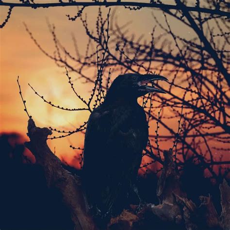 Black Crow: spiritual meaning - Awakening State